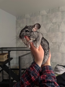 Шиншила дівчинка