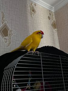 Віддамо папугу какаріка в добрі руки