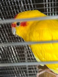 Віддамо папугу какаріка в добрі руки