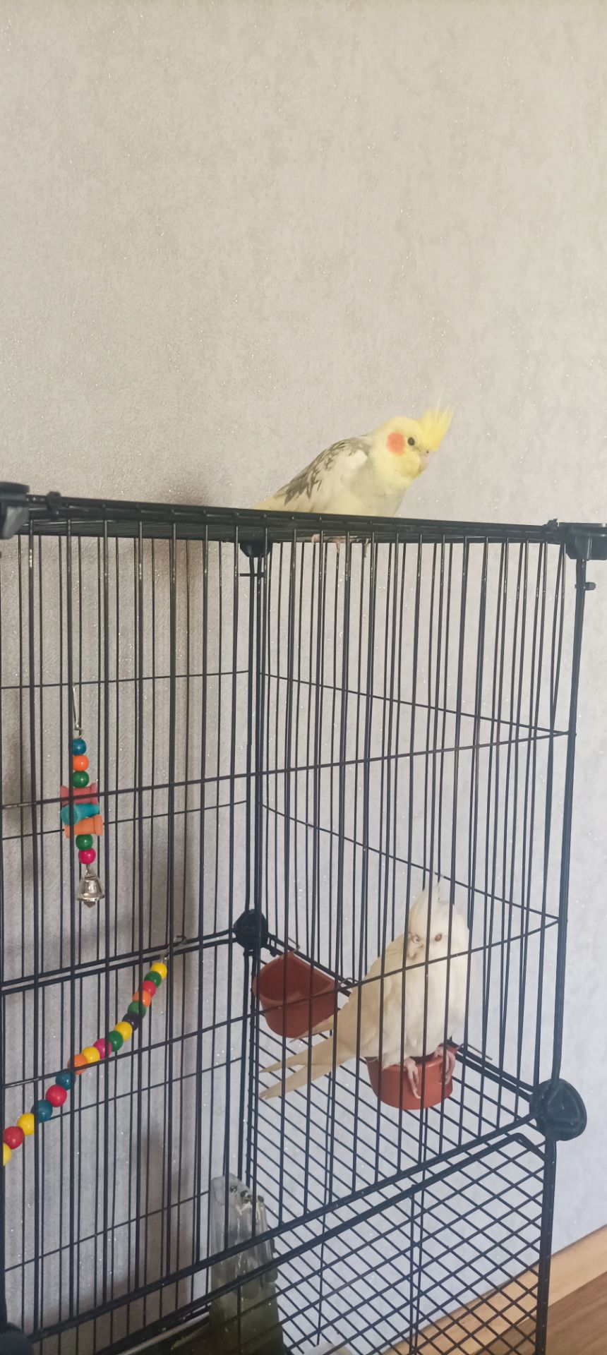 Корелла с клеткой