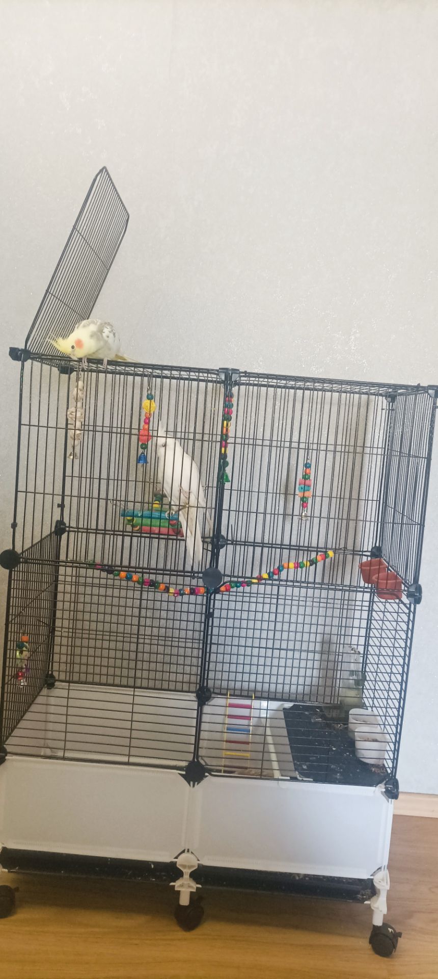 Корелла с клеткой