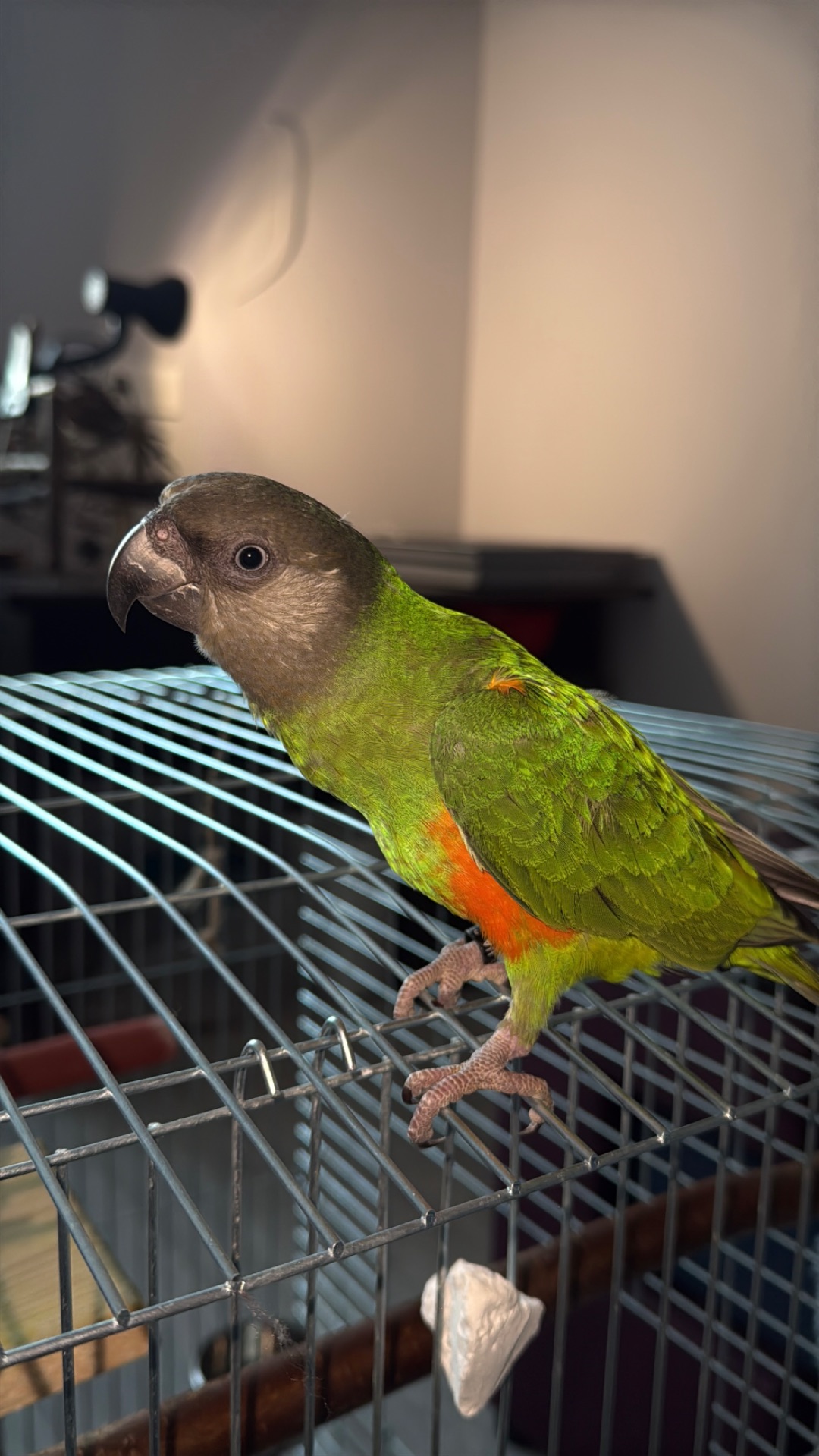 Сенегальський папуга