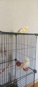 Корелла с клеткой