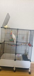 Корелла с клеткой