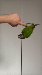 Сенегальський папуга