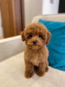 Цуценята той пуделя