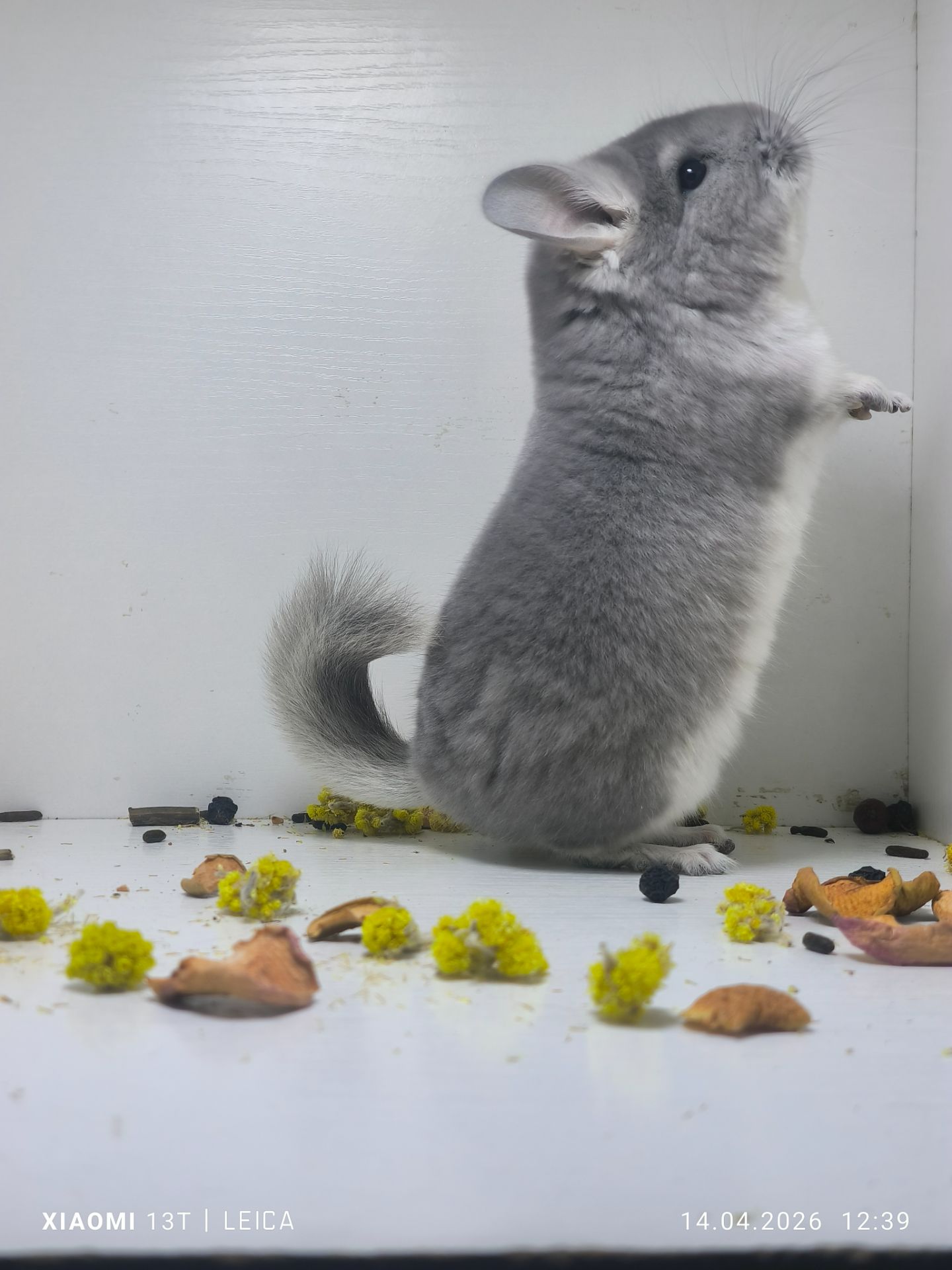 Шикарна дівчинка шиншила