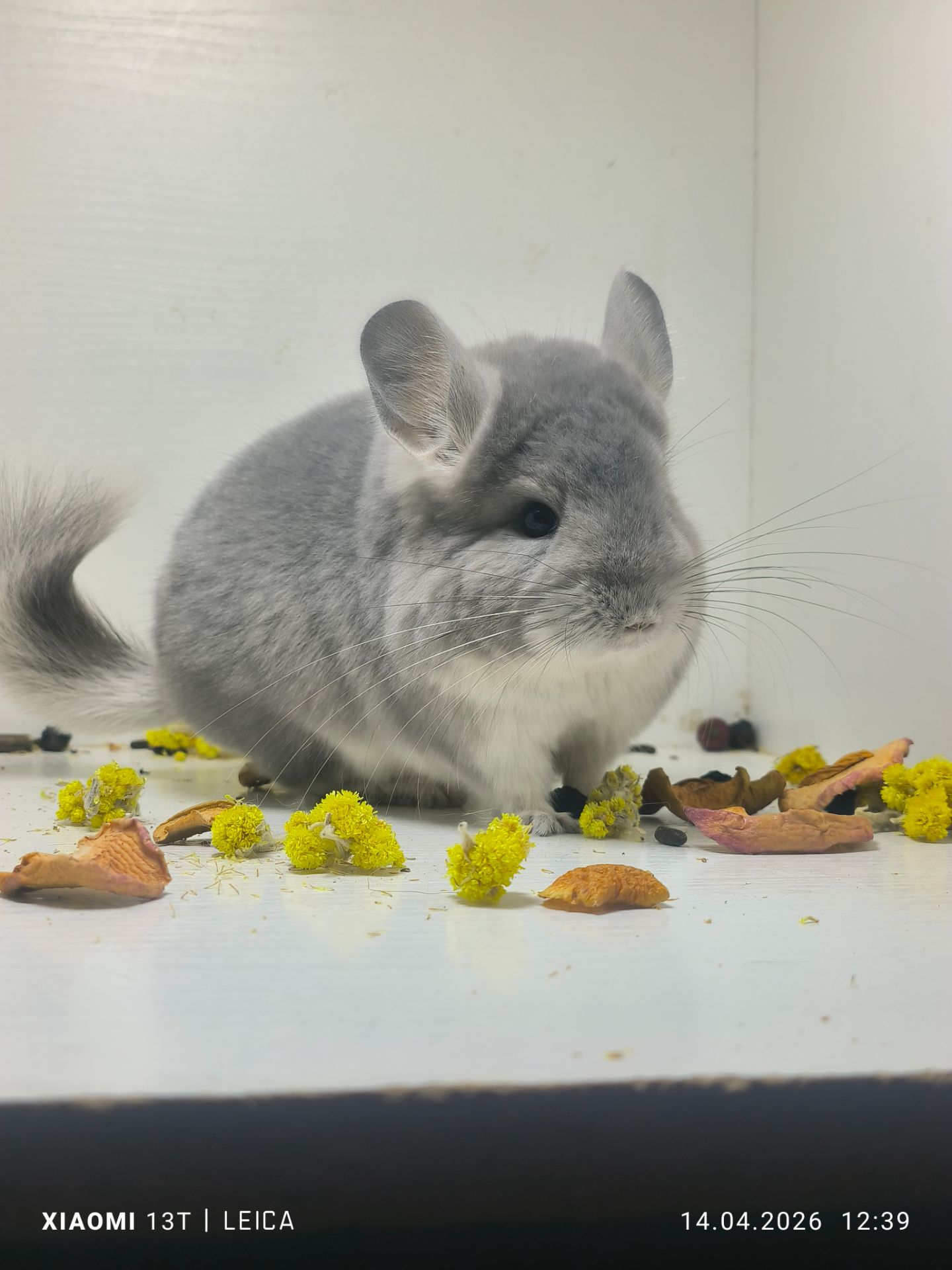 Шикарна дівчинка шиншила