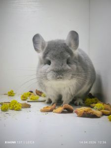 Шикарна дівчинка шиншила