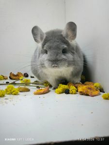 Шикарна дівчинка шиншила