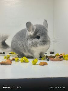 Шикарна дівчинка шиншила