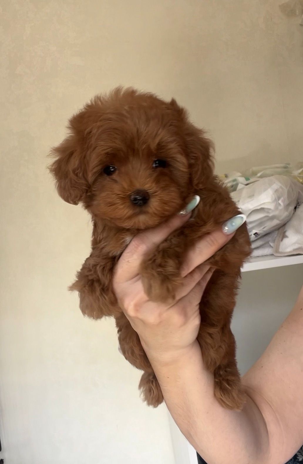 Щенки Мальтипу Ф2