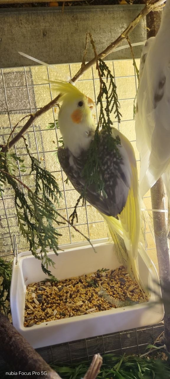 Продається корела