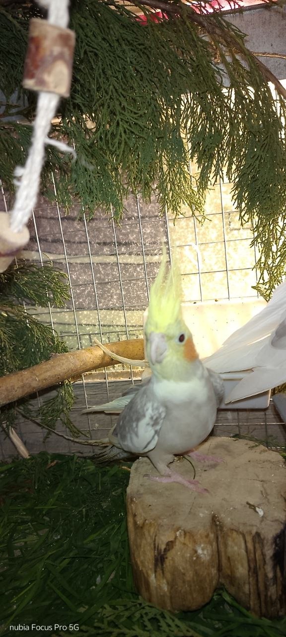 Продається корела