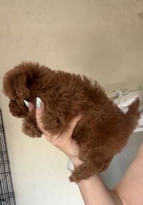 Щенки Мальтипу Ф2