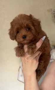 Щенки Мальтипу Ф2