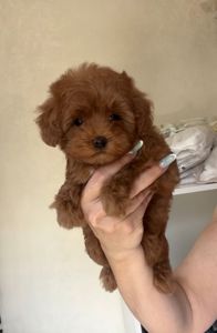 Щенки Мальтипу Ф2