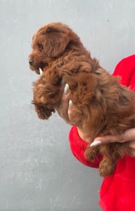 Щенки Мальтипу Ф2