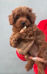 Щенки Мальтипу Ф2