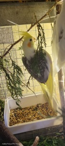 Продається корела