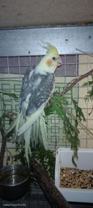 Продається корела