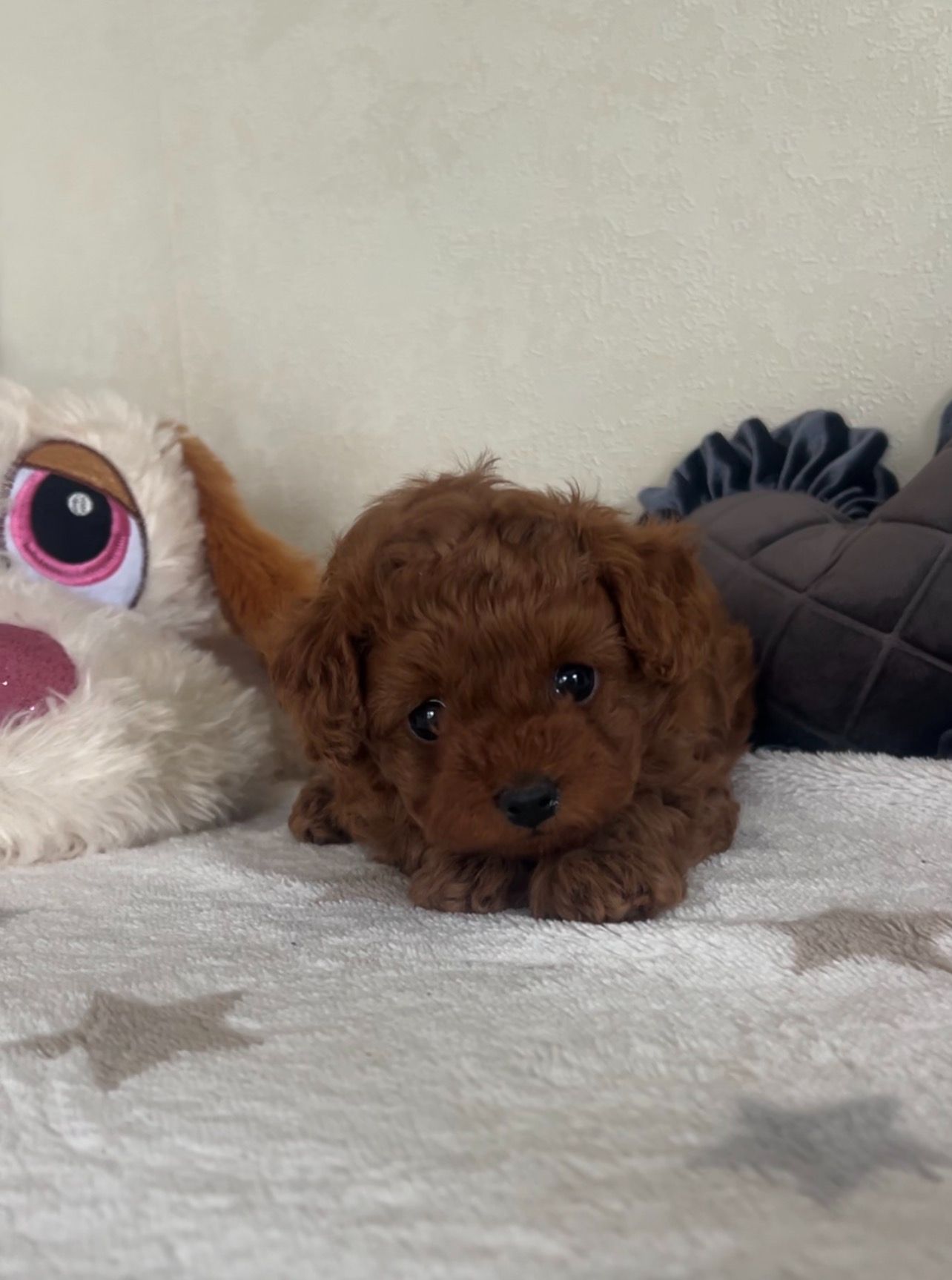 Щенки Той-пуделя