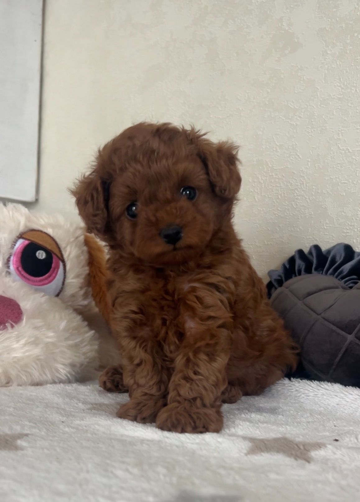 Щенки Той-пуделя