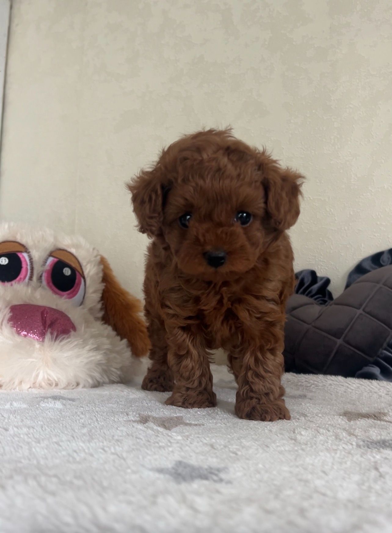 Щенки Той-пуделя