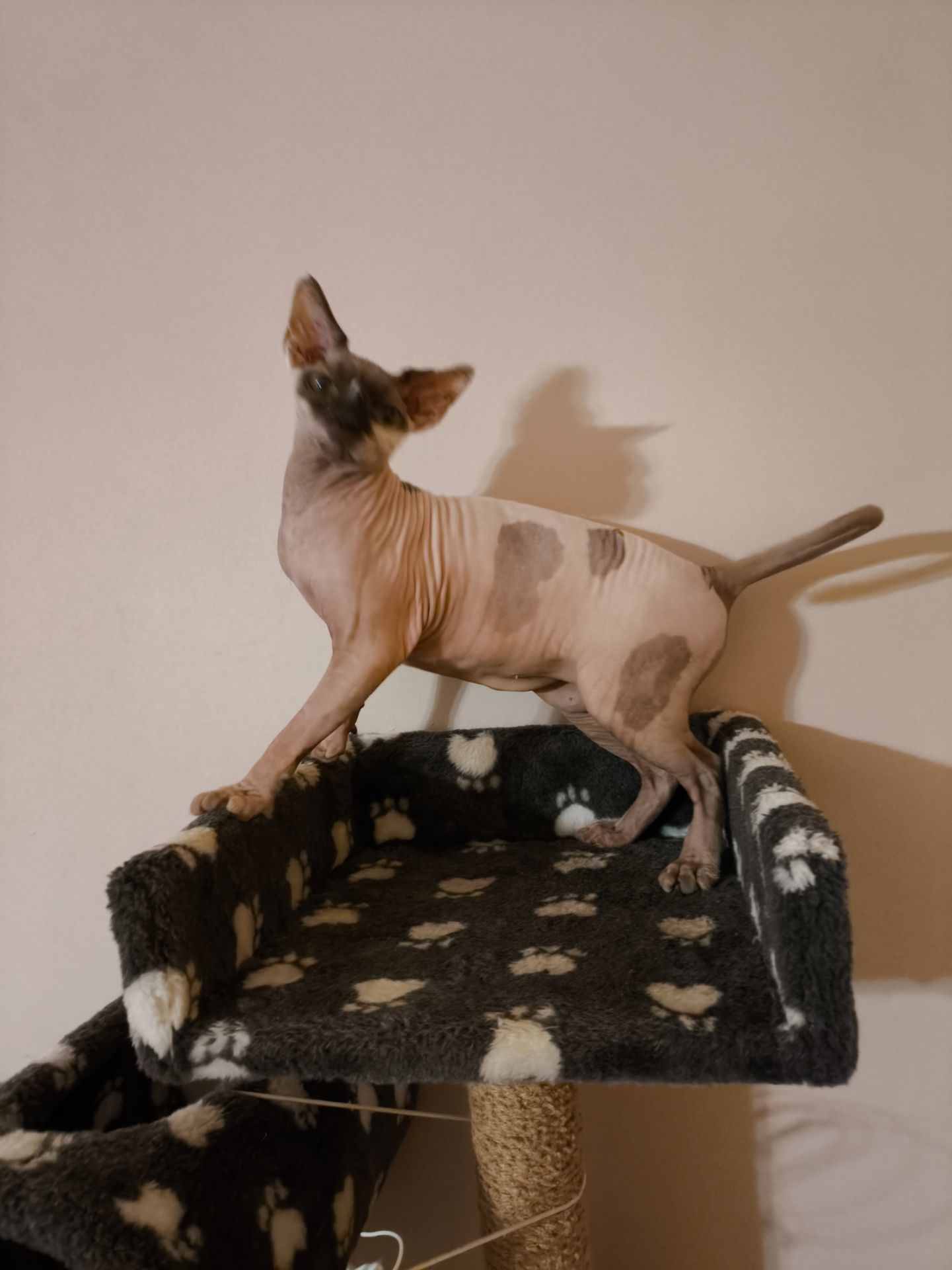 Кішечка Ханна (1,5 роки), порода — канадський сфінкс