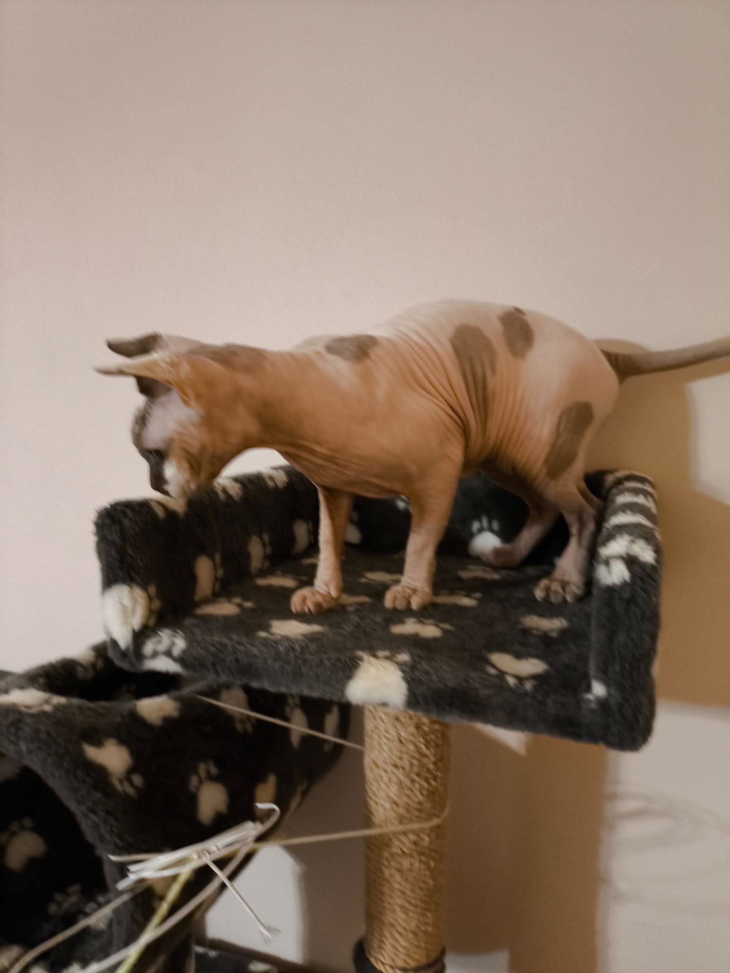 Кішечка Ханна (1,5 роки), порода — канадський сфінкс