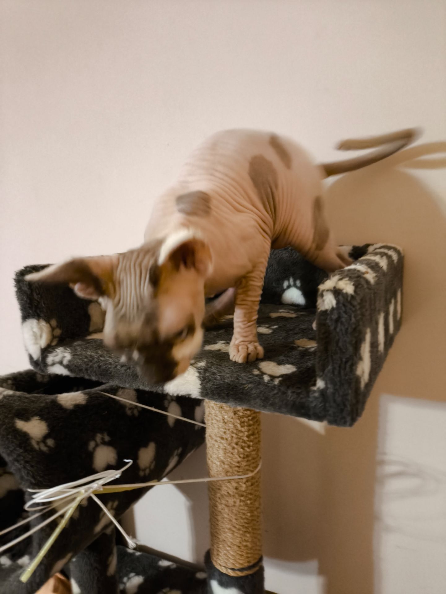 Кішечка Ханна (1,5 роки), порода — канадський сфінкс