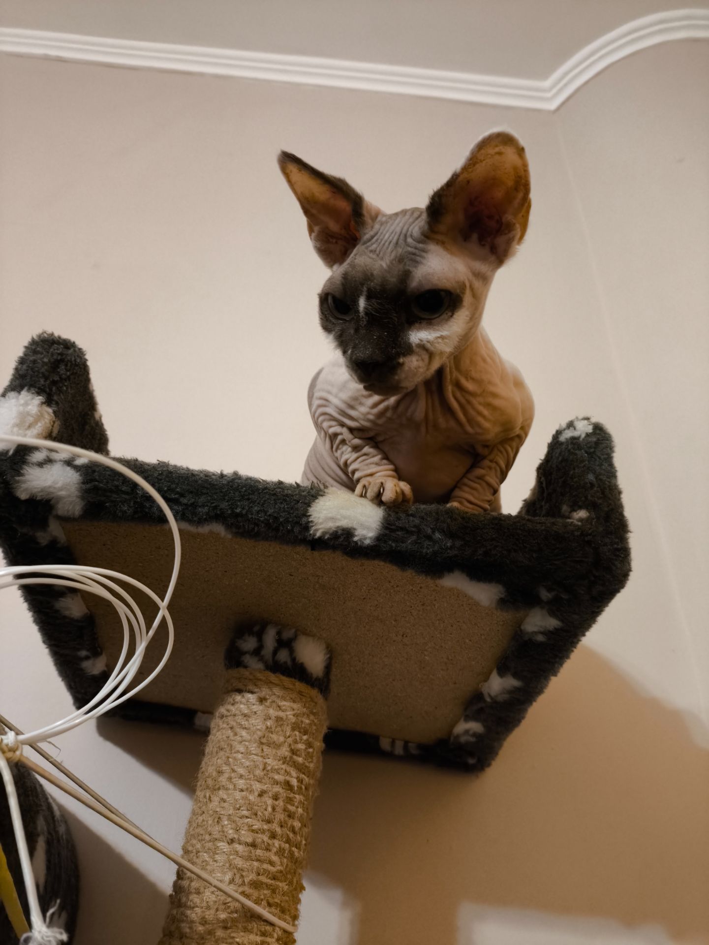 Кішечка Ханна (1,5 роки), порода — канадський сфінкс