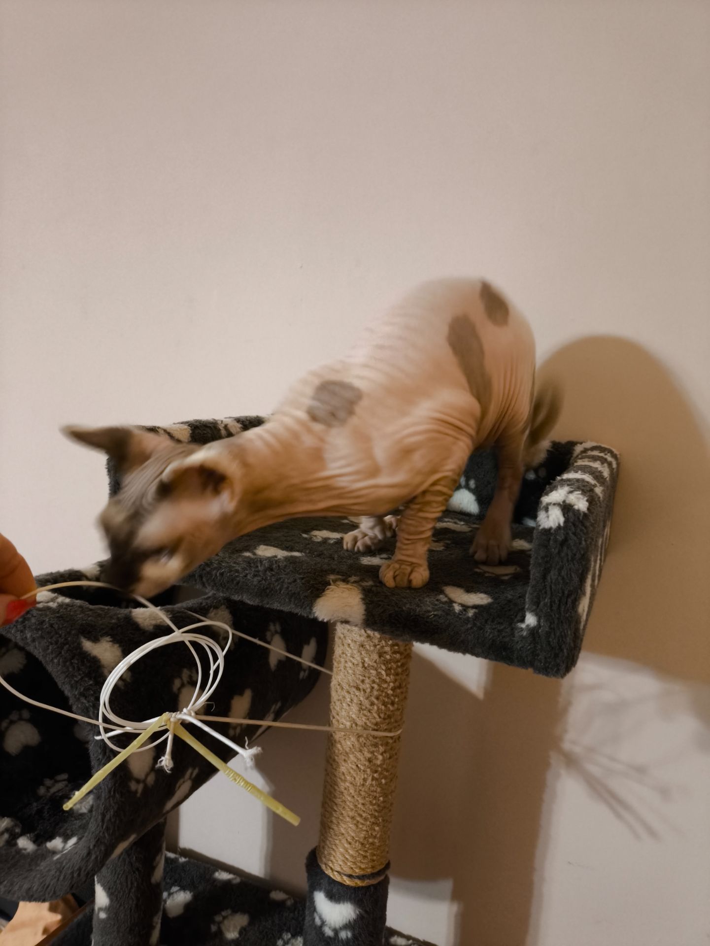 Кішечка Ханна (1,5 роки), порода — канадський сфінкс