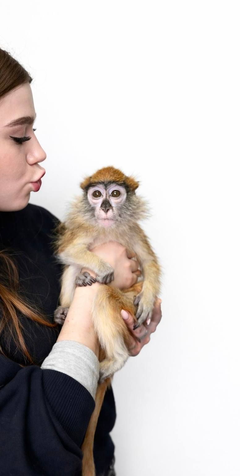 Мавпочка обезьянка ручна Гусар, найрозумніший примат у світі, домашній гусар