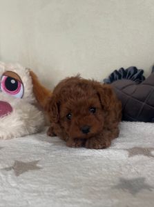 Щенки Той-пуделя