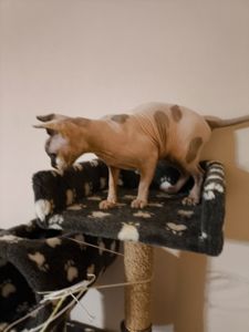 Кішечка Ханна (1,5 роки), порода — канадський сфінкс