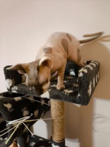 Кішечка Ханна (1,5 роки), порода — канадський сфінкс