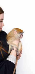 Мавпочка обезьянка ручна Гусар, найрозумніший примат у світі, домашній гусар