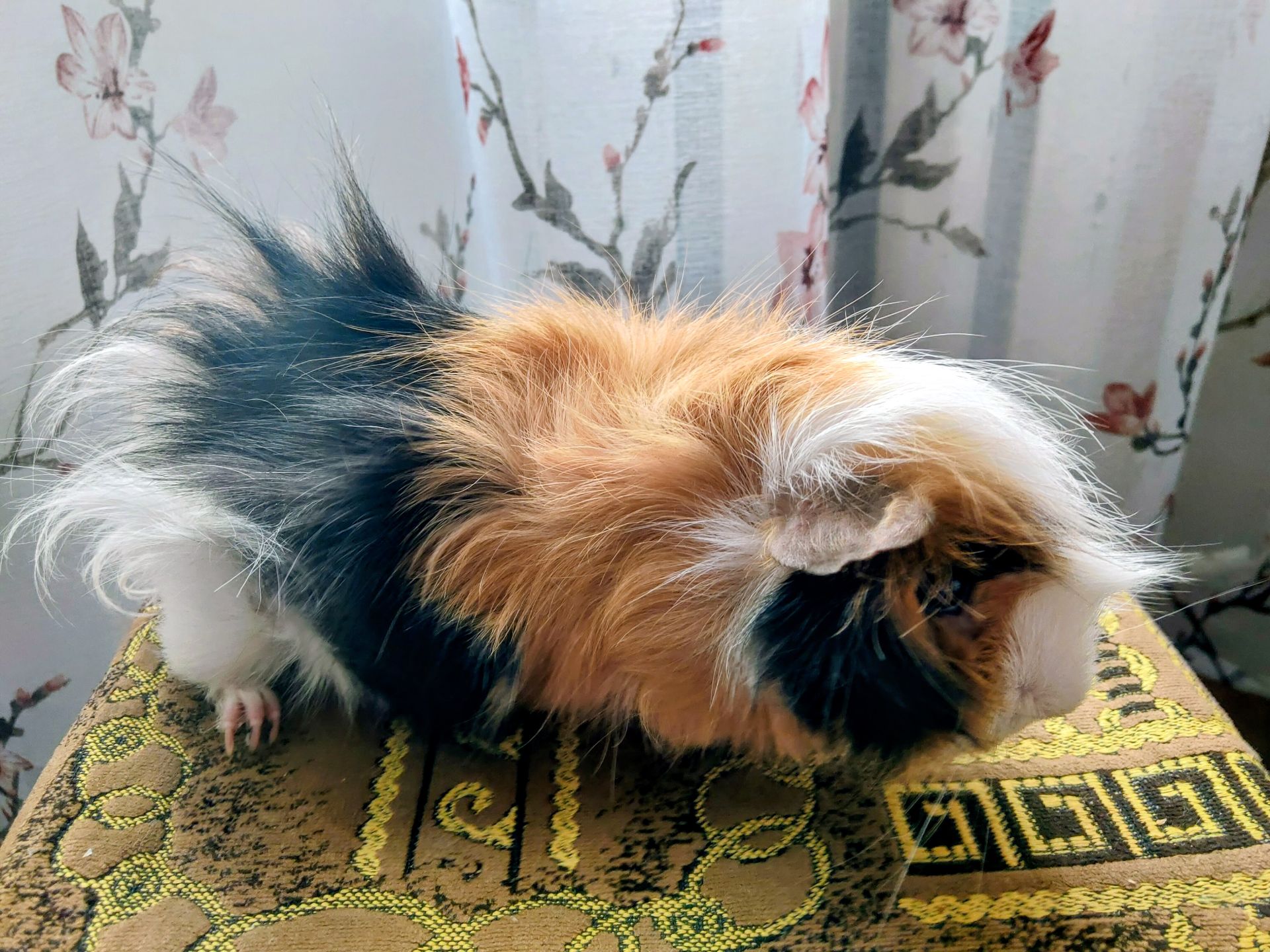 Віддам в добрі руки морську свинку (самця)