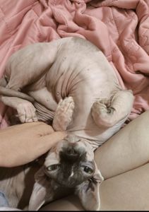 Кішечка Ханна (1,5 роки), порода — канадський сфінкс