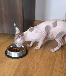 Кішечка Ханна (1,5 роки), порода — канадський сфінкс