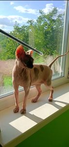 Кішечка Ханна (1,5 роки), порода — канадський сфінкс