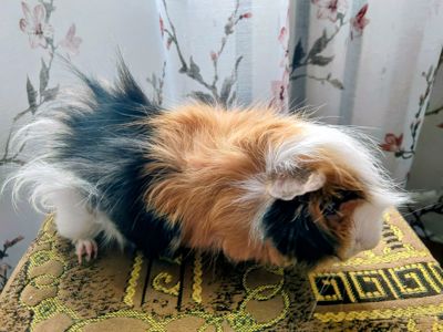 Віддам в добрі руки морську свинку (самця)