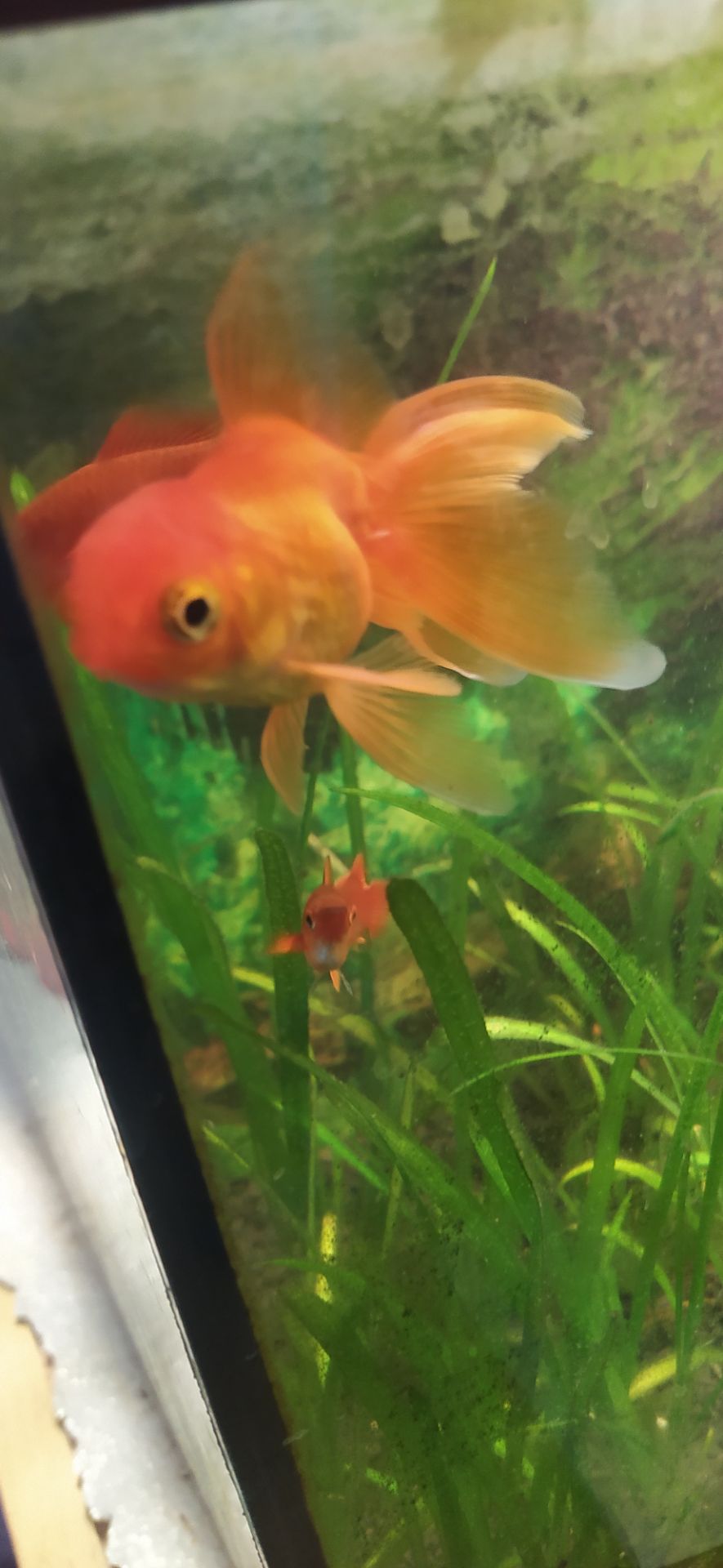 Рибка акваріумна золота вуалехвіст