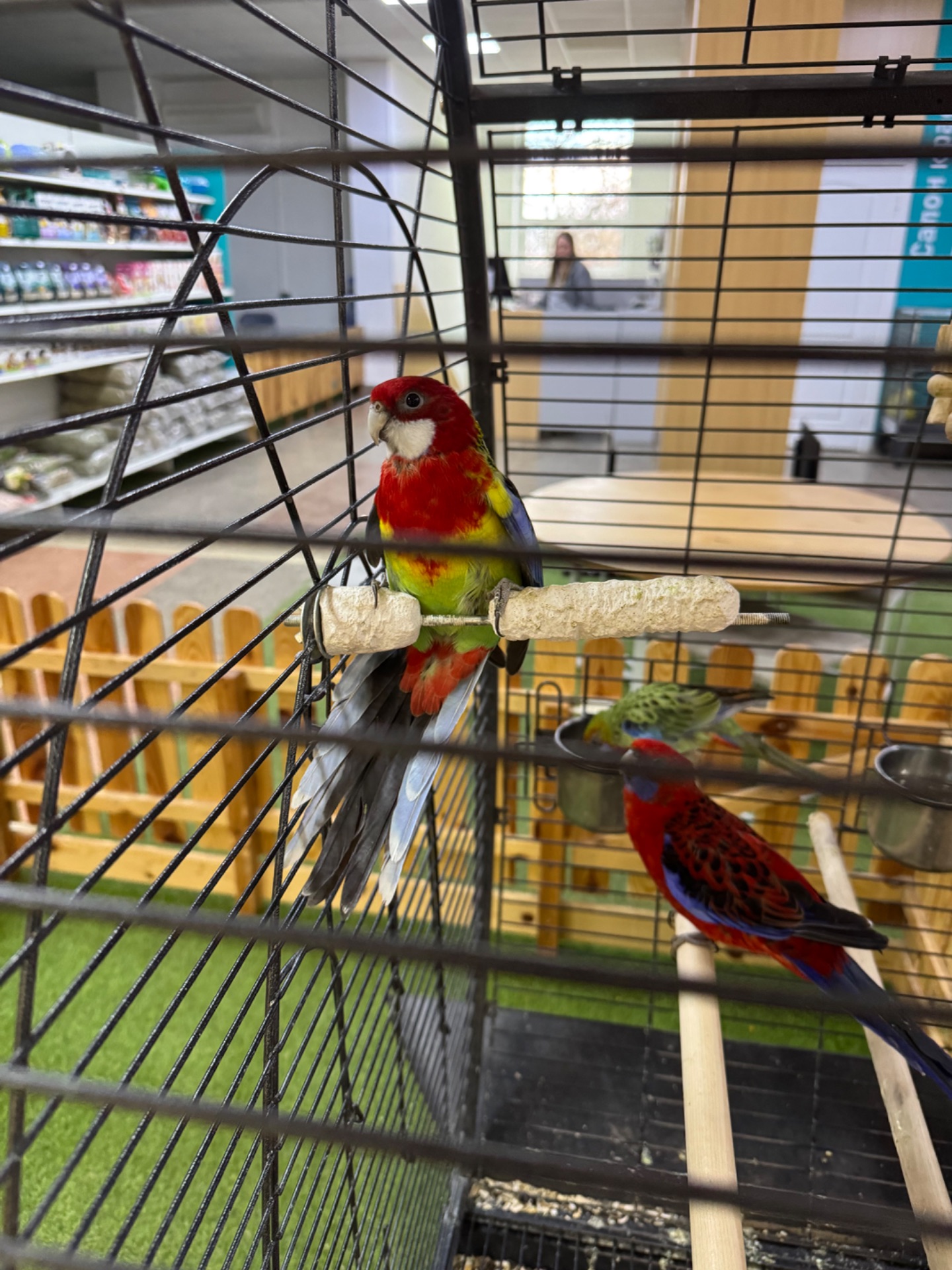 Розелла пестра