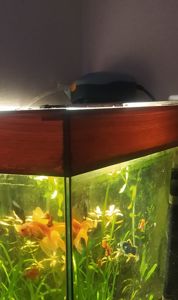 Рибка акваріумна золота вуалехвіст