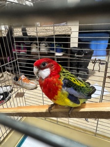 Розелла пестра