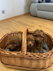 Щенята той-пудель