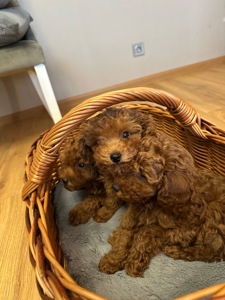 Щенята той-пудель