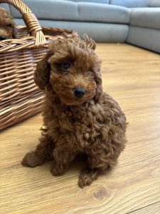 Щенята той-пудель